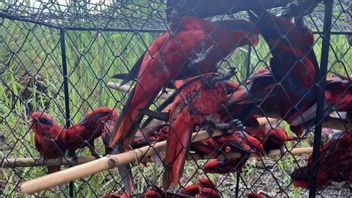 88 Burung Nuri Tanimbar Kembali Bisa Terbang Bebas di Hutan Desa Amdasa