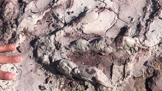 地质学家揭示了波兰约2亿年前的恐龙足迹的