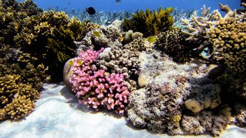 Pertama di Dunia, Ilmuwan Coba Bekukan Karang Great Barrier Reef