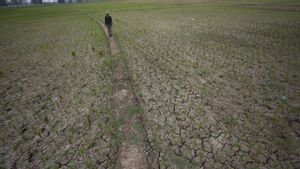 BMKG Ingatkan Ancaman Gagal Panen dan Karhutla Imbas El Nino