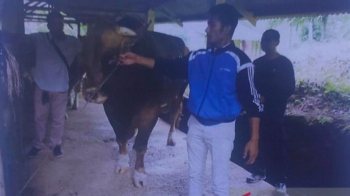 Provincial Government Selection Of Superior Cows For President Jokowi's Sacrifice In West Sumatra