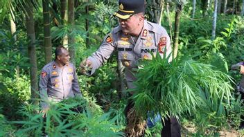 Farmers In North Aceh Arrested By Police, Field 2 Hectare Full Of Cannabis Is Evidence