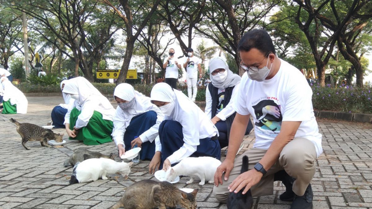 Feeding Stray Cats, Governor Anies: Celebrate Love For Cats And Dogs
