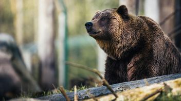Quick Actions Of Companion Teachers Save Students From Grizzly Attacks In British Columbia