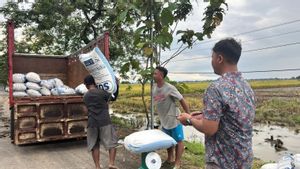 Bulog: Cirebon Becomes The Largest Contributor Of Rice Absorption Nationally