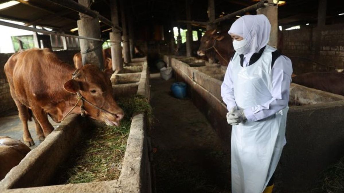 Governor Of East Java Asks Residents To Immediately Report If You Meet Livestock Indications Of Infecting PMK