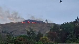 100 Hektare Lahan Terbakar di Pasaman, Penyebab Masih Diselidiki