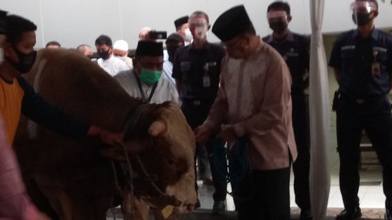 Anies Baswedan Donates Limousine Cattle