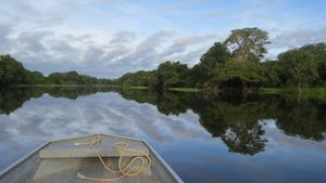 Lestarikan Hutan Amazon, Nemus Terbitkan NFT untuk Penggalangan Dana  