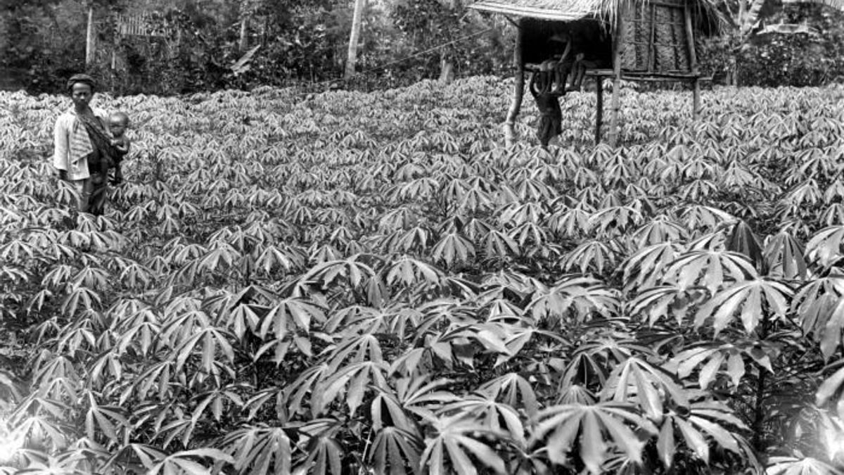 Sustaining Sustainability In The Japanese Colonial Period By Eating Cassava