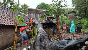 6 Rumah di Bantul Rusak Tertimpa Pohon Tumbang Saat Hujan Deras