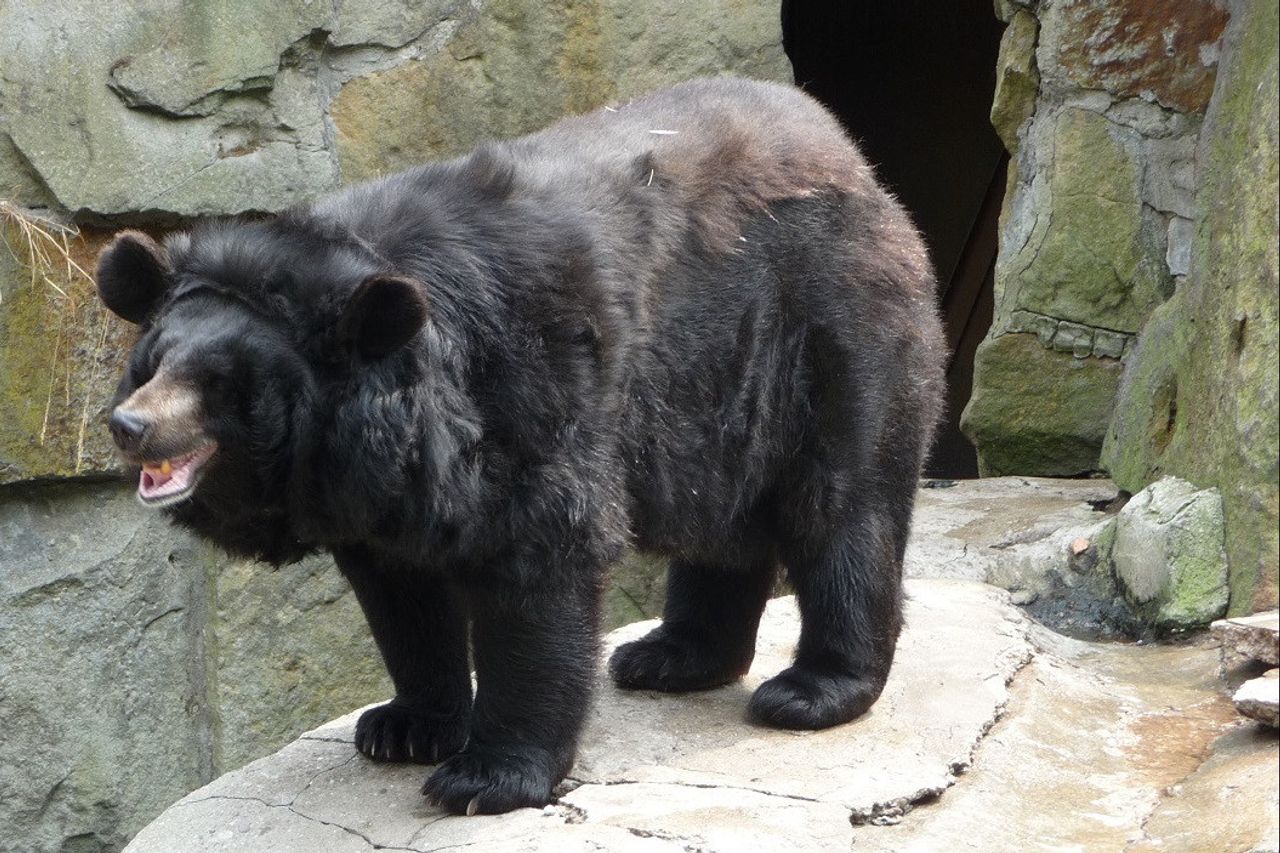 En Voie De Disparition 6 Ours Noirs Asiatiques Nes Dans Le Parc National De Jirisan