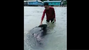 Compact Residents Save The Consistent Whale In Natuna Sea Island District