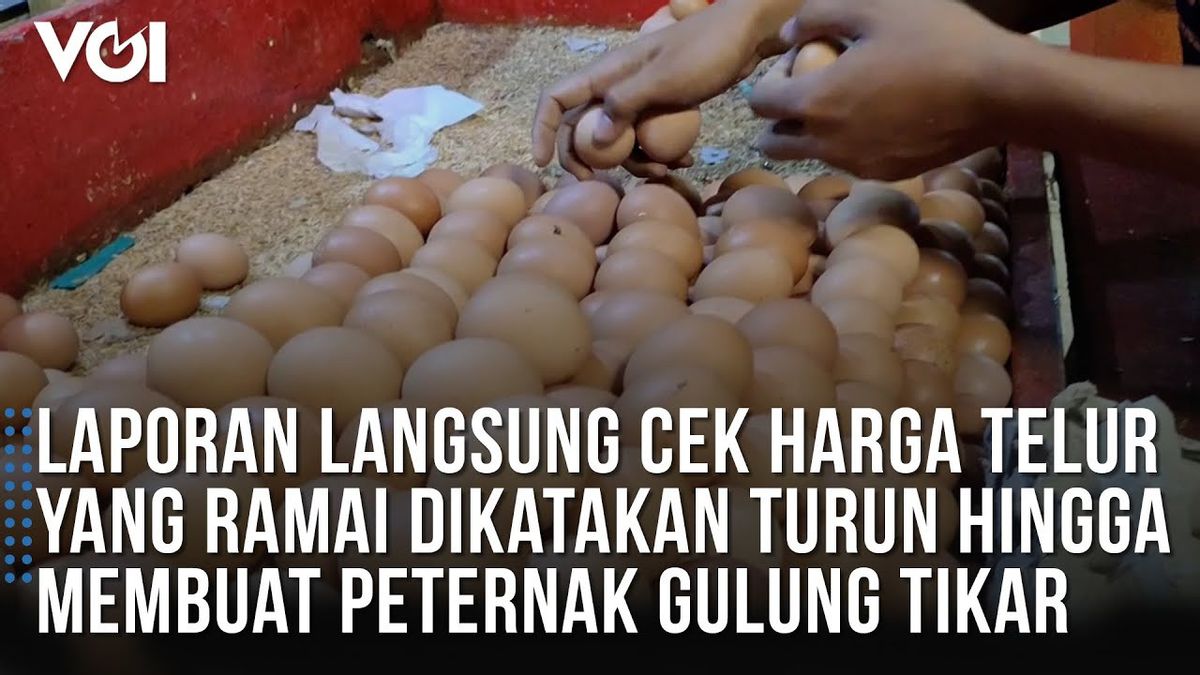 VIDEO: Laporan Langsung Cek Harga Telur yang Ramai Dikatakan Turun Hingga Membuat Peternak Gulung Tikar
