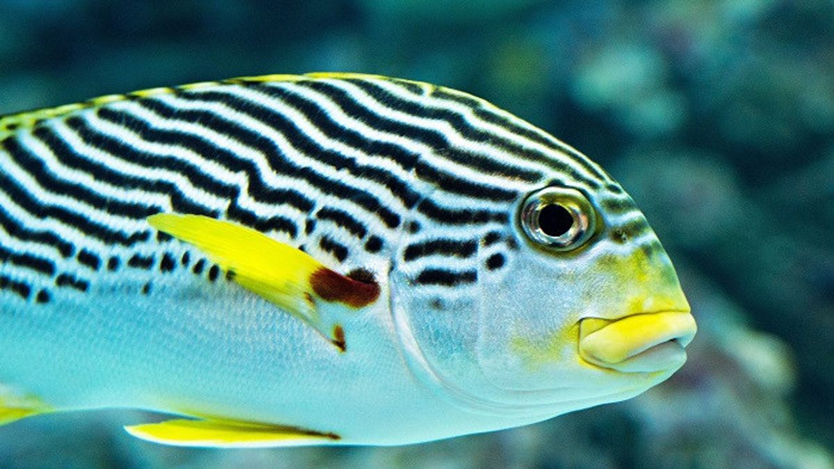 Zebra Fish Will Soon Become A New Space Resident, Accompany Chinese Astronauts In Tiangong