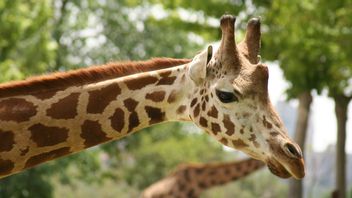 La Plus Vieille Girafe Du Monde Meurt, A 14 Petits Et Totalise 61 Enfants