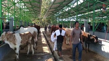 Harga Sapi Diskon Besar Gara-gara Wabah PMK, Terendah Rp8 Juta