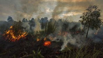 Palangka Raya Police Investigate 3 Locations Of Forest And Land Fires