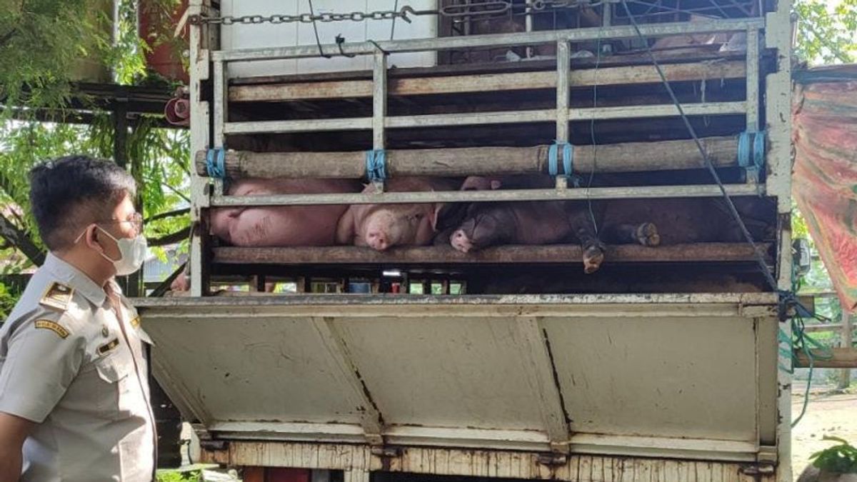 26 Pigs Are Prohibited From Entering Balikpapan, Secured At The Port Because They Are Not Suspected