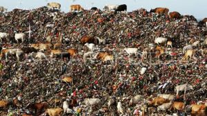 Police Arrest 2 Honorary Employees Of Makassar City Government Syndicate Of Cattle Thief
