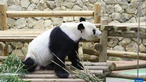 Eimei, Panda Raksasa yang Menjadi Simbol Persahabatan Jepang-China Mati Akibat Kegagalan Organ