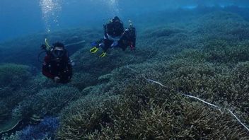 BKKPN: الشعاب المرجانية NTT لا تعاني من التبييض بسبب درجة حرارة مياه البحر