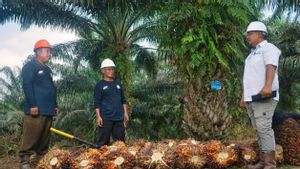 Strategi Inklusif PTPN IV Palmco, Kelola Keberagaman 55 Suku Bangsa untuk Dongkrak Produktivitas