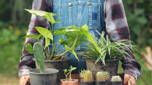 7 Tanaman Hias Outdoor yang Mudah Dirawat untuk Mepercantik Rumah