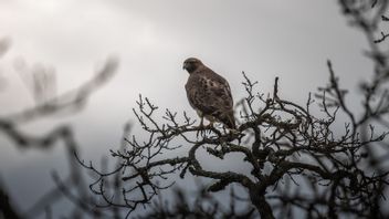 Doa ketika Mendengar Suara Burung di Malam Hari, Bacaan dan Artinya Lengkap