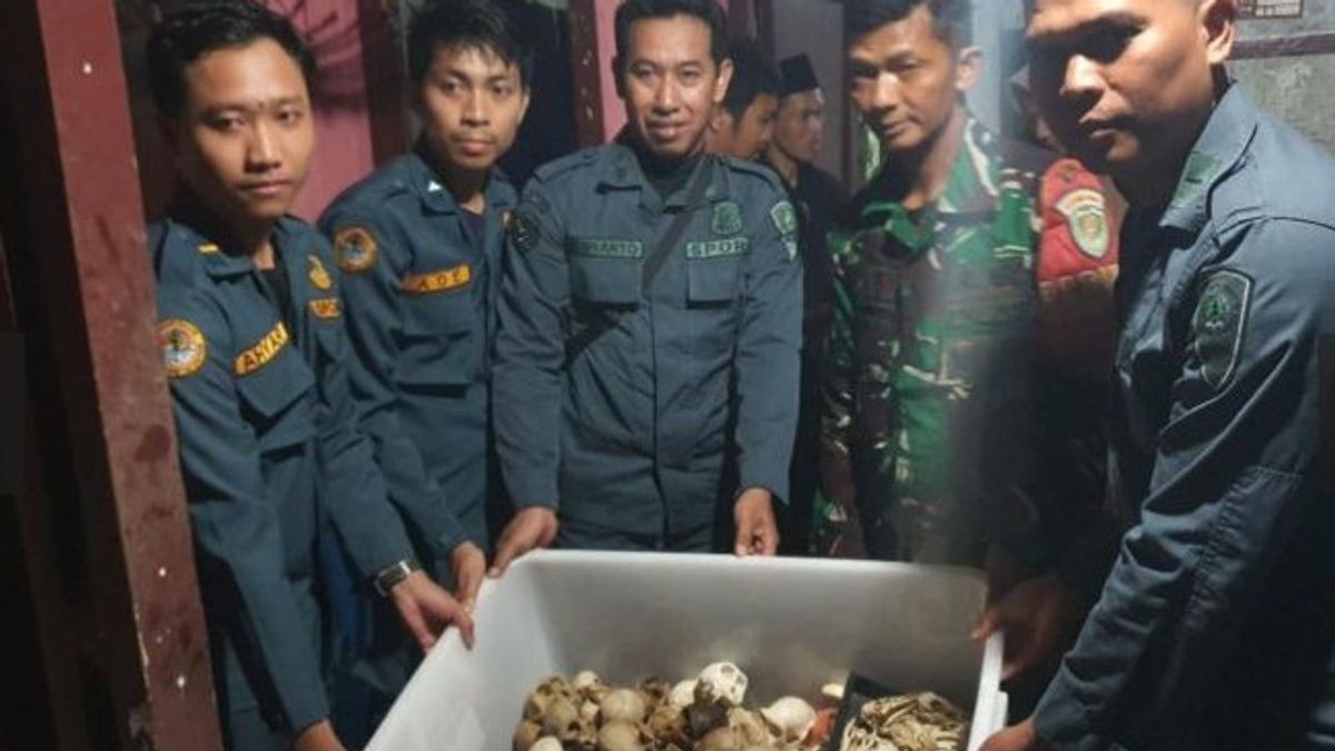 Penjualan Online Puluhan Bagian Tubuh Satwa Dilindungi Digagalkan Kemenhut, 2 Pelakunya Warga Sukabumi