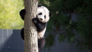 Ilmuwan Ungkap Panda Sudah Memiliki 'Ibu Jari Palsu' Sejak Jutaan Tahun Silam