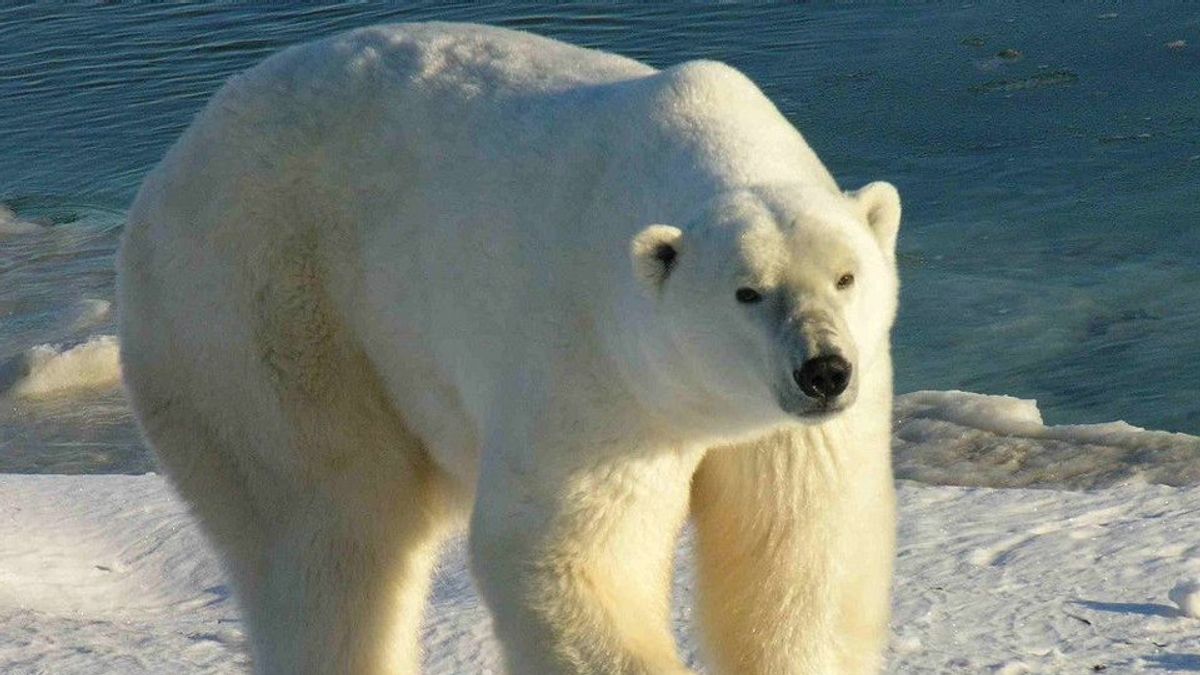 Tragis, Ilmuwan Temukan 25 Persen Makanan Beruang Kutub adalah Sampah Plastik