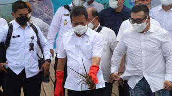The Minister Of KKP Is Optimistic, The Success Of Domestic Lobster Cultivation Reduces Smuggling Rates