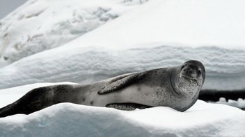 Seals Help Japanese Researchers Collect Data Under Antarctic Ice