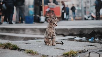 Tega, Lebih dari Seribu Kucing di Korea Selatan Mati Diracun 13 Tahun Terakhir