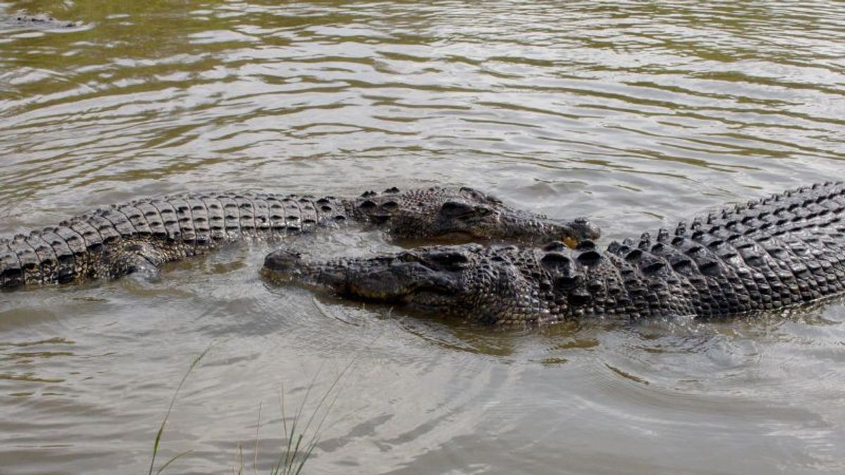 No More Crocodiles Entrusted In Cianjur Entrepreneurs, 64 Heads Have Been Evacuated BBKSDA