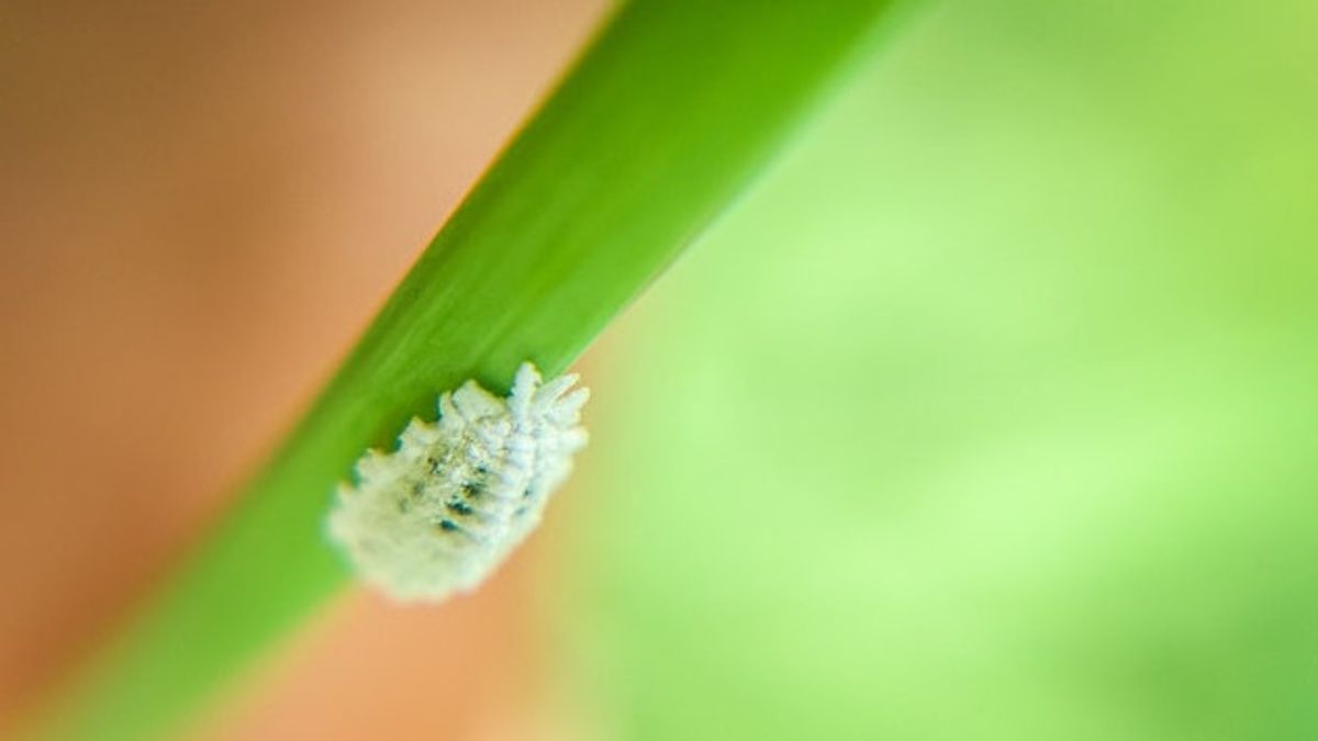 5 Types Of Ornamental Plant Pests And Safe Ways To Get Rid Of Them