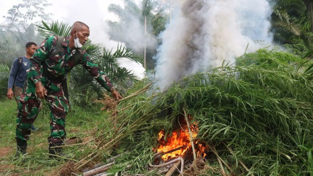 annai (en malgache) : Le TNI a détruit quatre hectares de plantations de marijuana dans le nord de la colline d'Aceh