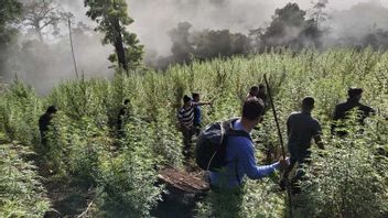 TNI Temukan Ladang Ganja 8,9 Hektare di Kawasan Hutan Lindung Nagan Raya Aceh