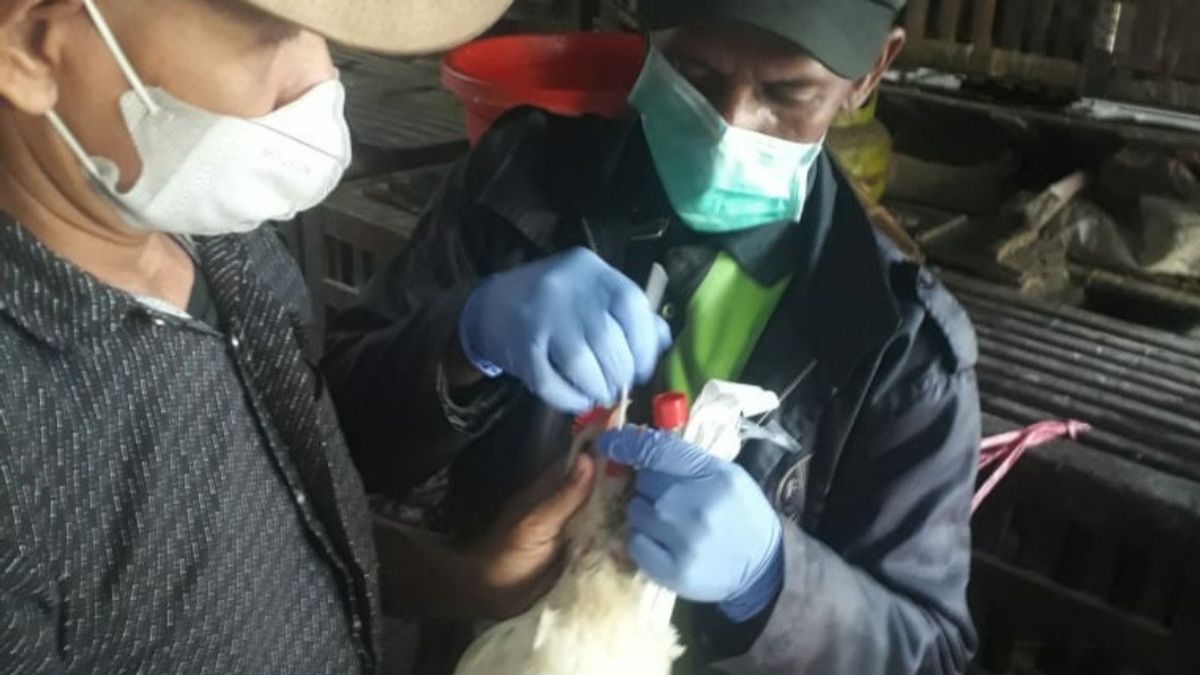للوقاية من إنفلونزا الطيور ، DKPP Surabaya يأخذ عينات من الدواجن في كل سوق تقليدي