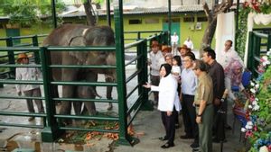 Anak Gajah "Dumbo" di Kebun Binatang Surabaya Mati