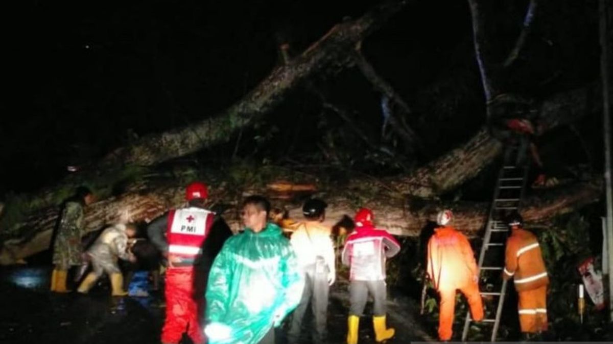 Tumbang Tree Closes Ciloto Cipanas Peak Line