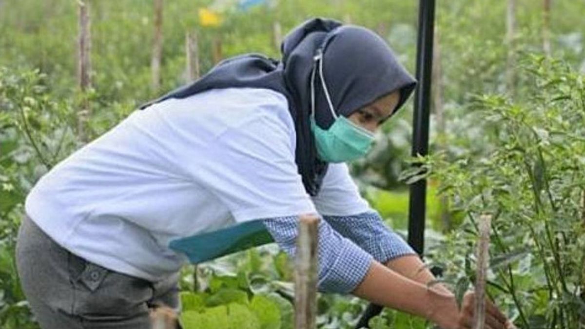 Impor Pangan di Indonesia Berpotensi Semakin Meninggi, Kemenko PMK: Disebabkan Jumlah Pekerja di Sektor Pertanian Semakin Berkurang