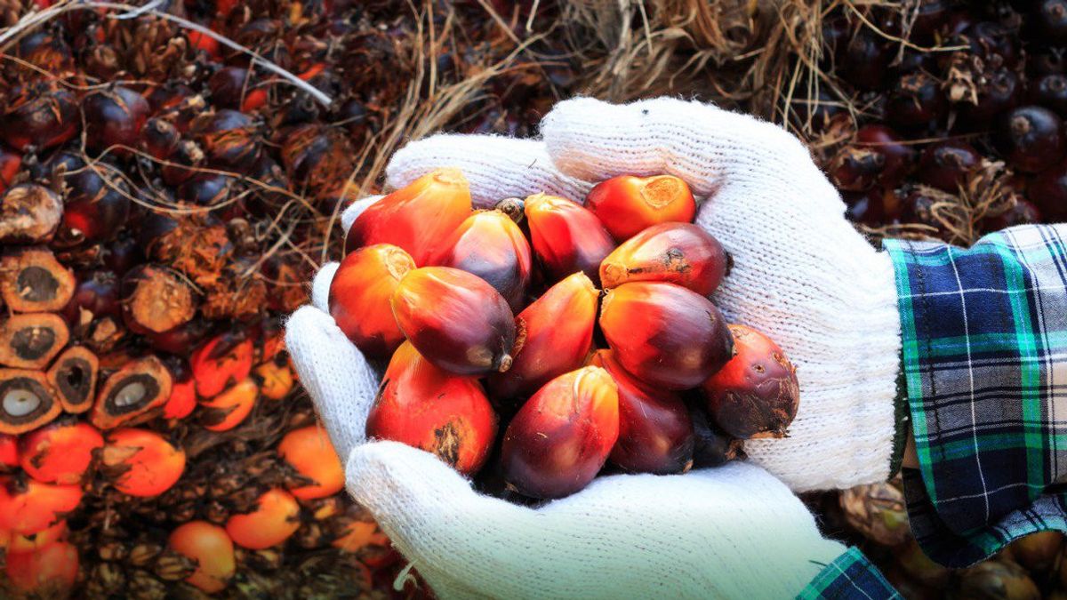 Palm Oil Research Grant 2020: Efforts To Provide The Best Solution For The Palm Oil Industry