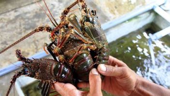 KKP Opens Opportunities For Cooperation In Developing Lobster Cultivation With Investors