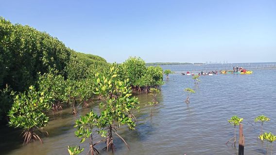 Transfer Functions Into Competition Lands, Luwu Regency And North Luwu Compulsors Of Largest Mangrove Damage In South Sulawesi