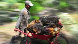 Sri Mulyani Perpanjangan Pembebasan Tarif Ekspor CPO, Berharap Stok Domestik Melimpah dan Petani Untung