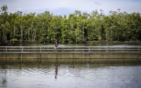 Jokowi Singgung Kerusakan Mangrove, Gubernur Riau Syamsuar Langsung Respons Perbaikan 174 Km2 Hutan Mangrove