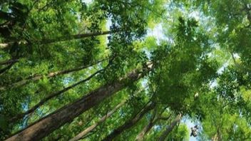The Riau Islands Prosecutor's Office Examines Prosecutors Involved In Illegal Logging In West Sumatra's Sijunjung Forest