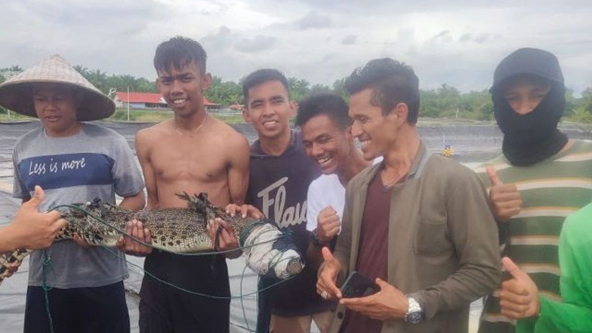 Estuary Crocodile Geger Wanders In Agam, Arrested By Workers While Harvesting Shrimp